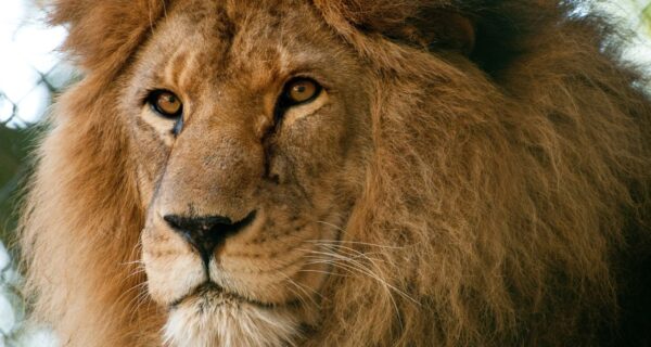 Como Emitir Nota Fiscal Sendo Criador de Conteúdo: O Guia Definitivo para Faturar Sem Dor de Cabeça