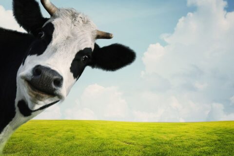 Como Manter o Caixa Positivo em Meses com Poucos Clientes